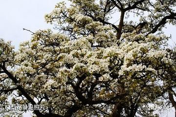 青海民和桃花園林-梨花照片