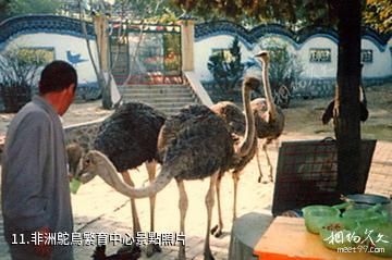 淄博奎盛園-非洲鴕鳥繁育中心照片