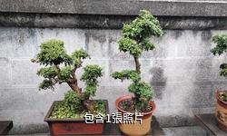 荊州江陵盆景園驢友相冊
