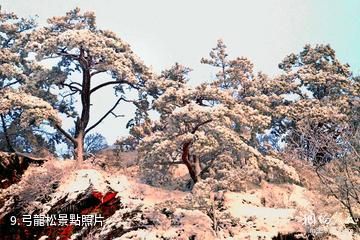 吉林仙景颱風景名勝區-弓龍松照片