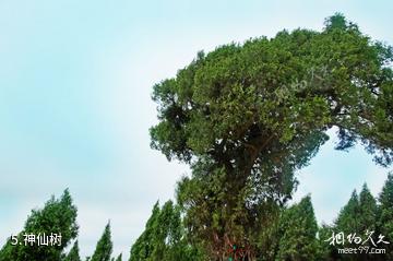 绵阳仙海旅游景区-神仙树照片
