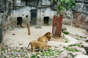 上海和平公園-動物島照片