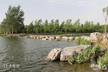 山西孝河国家湿地公园-水葱池照片
