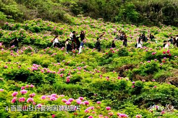 墊江牡丹生態旅遊區-百靈山牡丹藝術園照片