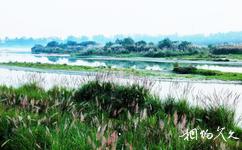 新津白鶴灘國家濕地公園旅遊攻略之蘆葦長堤