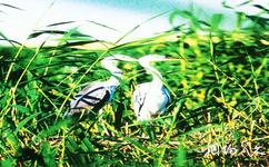 银川鸣翠湖国家湿地公园旅游攻略之迷宫寻鹭