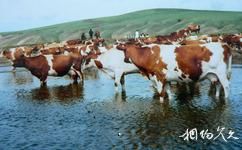 内蒙古自治区额尔古纳市旅游攻略之三河牛