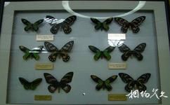 楊凌昆蟲博物館旅遊攻略之收藏區