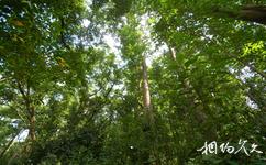 中科院西雙版納熱帶植物園旅遊攻略之樹木園