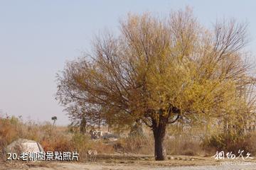 銀川鳴翠湖國家濕地公園-老柳樹照片