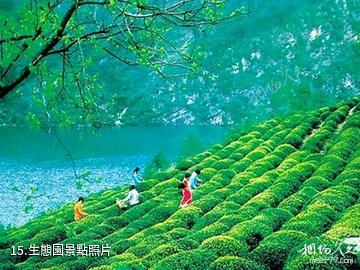 峨眉山竹葉青生態茗園-生態園照片