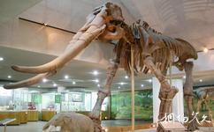 中国古动物馆旅游攻略之古哺乳动物展厅