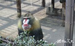 南京红山森林动物园旅游攻略之山魈