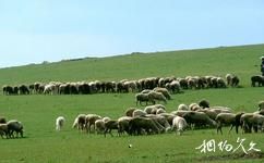 内蒙古辉腾锡勒铁骑旅游中心旅游攻略之牧羊人