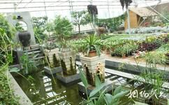 楊凌現代農業示範園創新園旅遊攻略之夢幻花卉館
