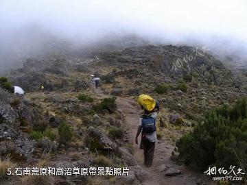 乞力馬扎羅山風景區-石南荒原和高沼草原帶照片