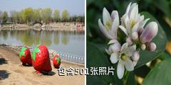 昌平北京农业嘉年华草莓博览园驴友相册