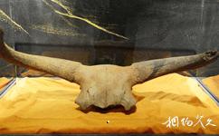 西藏牦牛博物馆旅游攻略之牦牛头化石