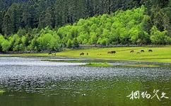普達措國家森林公園旅遊攻略之高山牧場