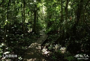 马来西亚姆禄国家公园-热带雨林照片