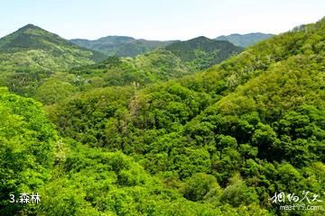 河南灵宝燕子山风景区-森林照片