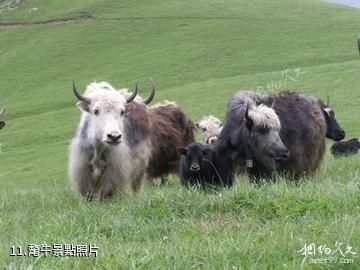 北京靈山-氂牛照片