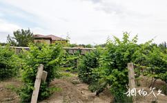 哈密新雅藝術花園酒庄旅遊攻略之葡萄觀光園