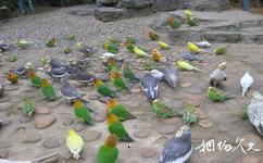 海南热带飞禽世界旅游攻略之鹦鹉广场