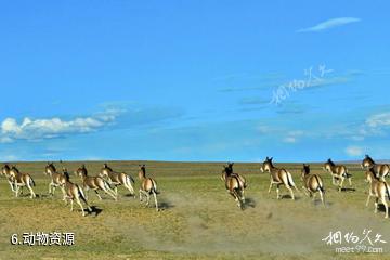 西藏羌塘国家级自然保护区-动物资源照片
