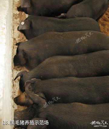 安徽禾泉农庄-黑毛猪养殖示范场照片