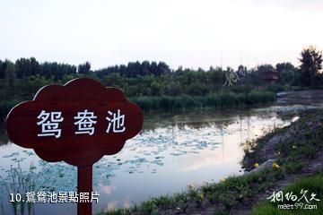 山西孝河國家濕地公園-鴛鴦池照片