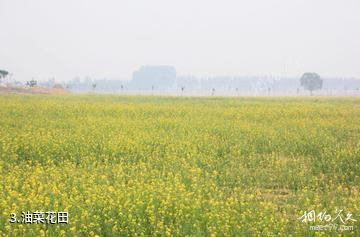 齐河昌润致中和有机农场-油菜花田照片