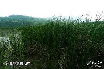 銅川福地湖景區-蘆葦盪照片