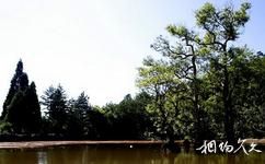 景宁草鱼塘森林公园旅游攻略之水中奇树