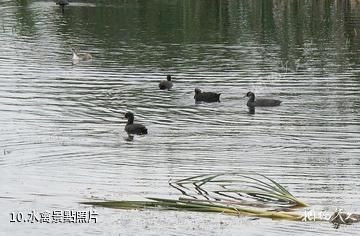 佳木斯富錦國家濕地公園-水禽照片