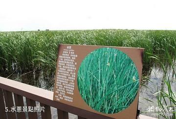 佳木斯富錦國家濕地公園-水蔥照片