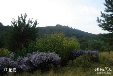 阿城玉泉威虎山森林公园-植物照片