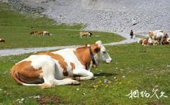 奥地利因斯布鲁克市旅游攻略之奶牛