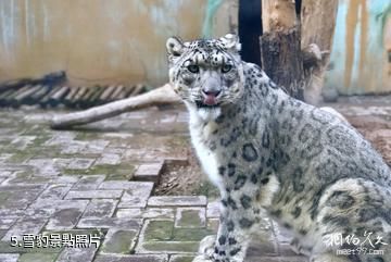 西寧青藏高原野生動物園-雪豹照片