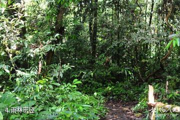 马来西亚姆禄国家公园-雨林密径照片