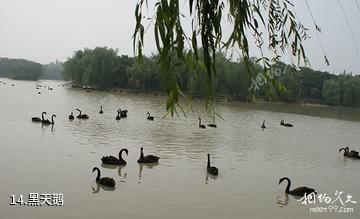 颍上迪沟生态旅游风景区-黑天鹅照片