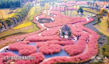 淮安白馬湖向日葵的故事景區-粉黛秘境照片