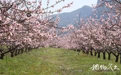 仙居官坑旅遊攻略之桃花盛開