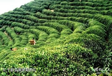 漢中午子山風景區-千畝茶園照片