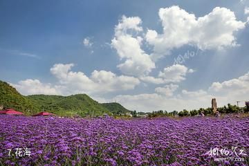 贵阳蓬莱仙界·白云休闲农业旅游景区-花海照片