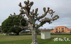 罗托鲁阿政府花园旅游攻略之树苞