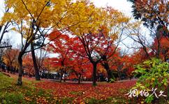 日本京都嵐山旅遊攻略之紅葉
