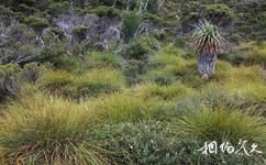澳大利亚摇篮山旅游攻略之公园植被