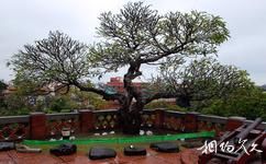 台南安平古堡旅游攻略之榕树
