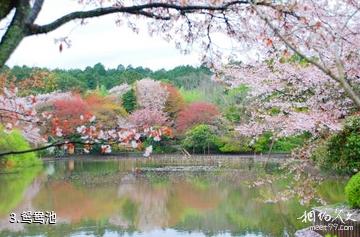 日本龙安寺-鸳鸯池照片